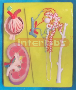 ANATOMICAL ENLARGED MODEL OF KIDNEY, NEPHRON AND RENAL CORPUSCLE ON SAME BOARD